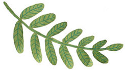 home-image-leaf-1
